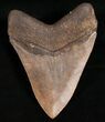 Nicely Serrated Georgia Megalodon Tooth #7470-2